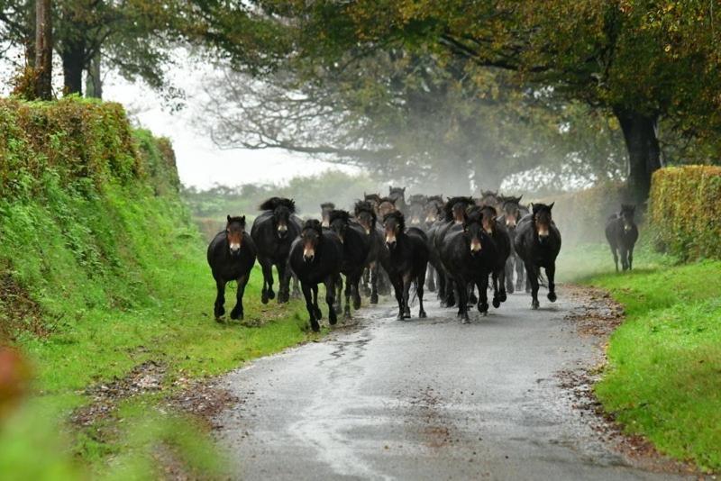 Exmoor Retreat On Two Moors Way Withypool Eksteriør bilde