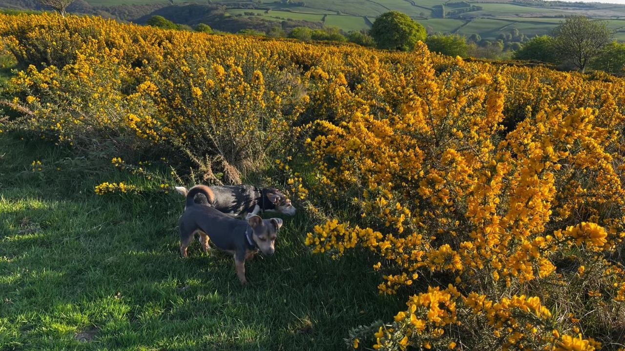 Exmoor Retreat On Two Moors Way Withypool Eksteriør bilde